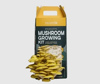 mushroom-box-main